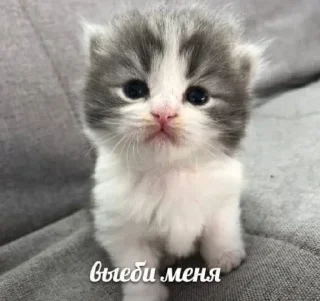 Sticker ВСЕ СТИКИ ТУТ: @sekstick - 8