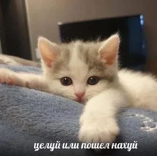 Sticker ВСЕ СТИКИ ТУТ: @sekstick - 9