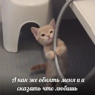 Sticker ВСЕ СТИКИ ТУТ: @sekstick - 11