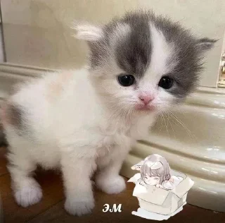 Sticker ВСЕ СТИКИ ТУТ: @sekstick - 5