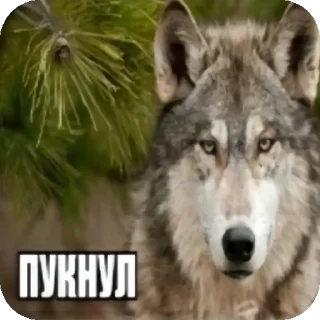 Стикер драчёнак КАЛЛпачёнак - 1