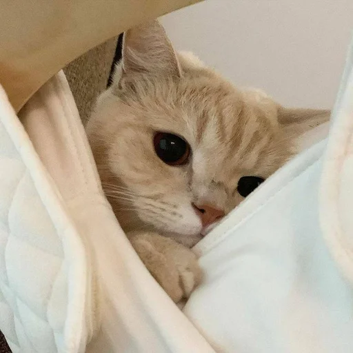 Стикер Zzbabe :: @fStikBot - 11