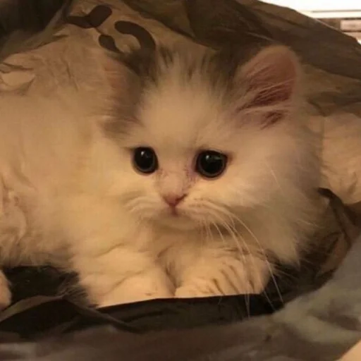 Стикер Zzbabe :: @fStikBot - 10