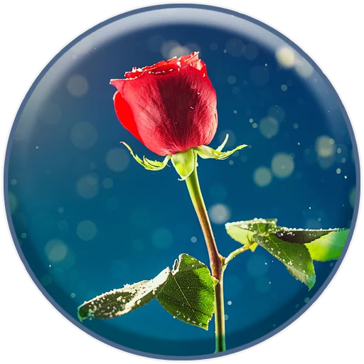 Sticker DreamPRO100 - 1