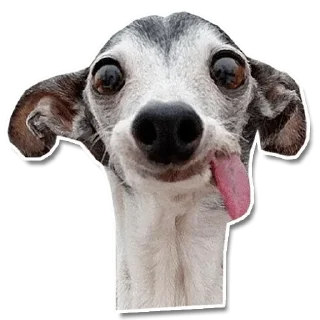 Sticker DogStyle @FranceCanal - 8