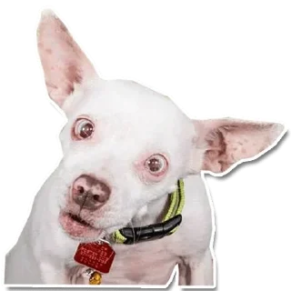 Sticker DogStyle @FranceCanal - 5