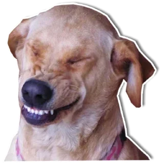 Sticker DogStyle @FranceCanal - 4