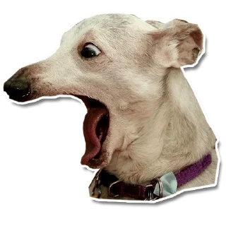 Sticker DogStyle @FranceCanal - 11