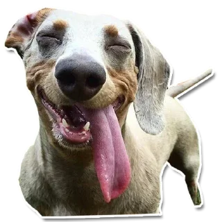 Sticker DogStyle @FranceCanal - 10