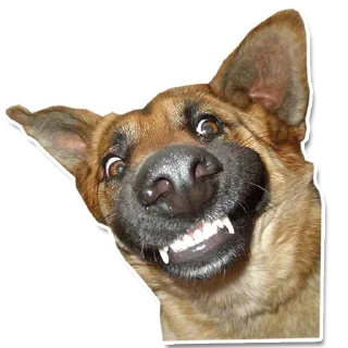 Sticker DogStyle @FranceCanal - 9