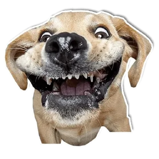 Sticker DogStyle @FranceCanal - 1