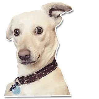 Sticker DogStyle @FranceCanal - 0