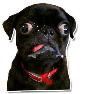 Sticker DogStyle @FranceCanal - 6