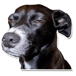 Sticker DogStyle @FranceCanal - 3