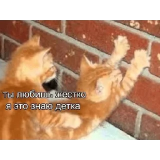 Sticker волчий учебник - 10