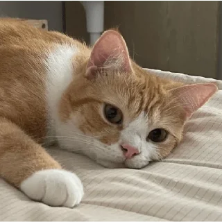 Sticker волчий учебник - 6