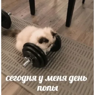 Sticker волчий учебник - 8