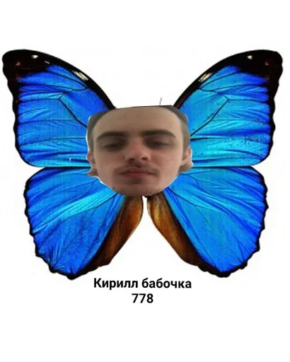 moths and butterflies insect butterfly