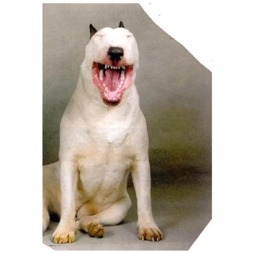 Дружелюбный Бультерьер - 