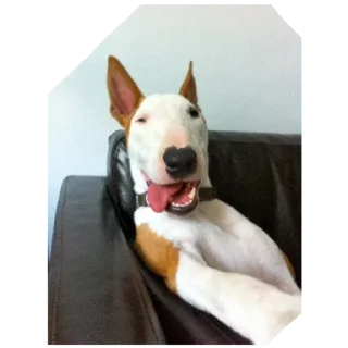 Sticker Дружелюбный Бультерьер - 4