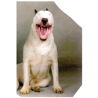 Sticker Дружелюбный Бультерьер - 3