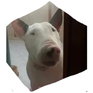 Sticker Дружелюбный Бультерьер - 2