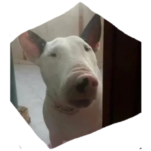 Sticker DruzhelyubnyjBulterer9 - 1