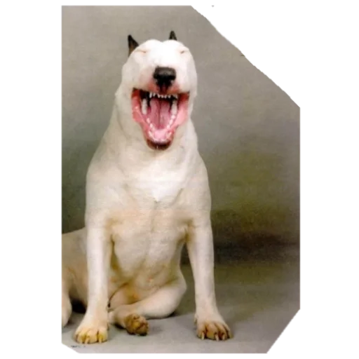 Дружелюбный Бультерьер - 