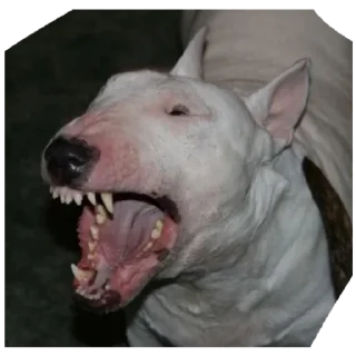 Стикер Дружелюбный Бультерьер - 2