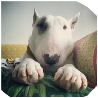 Стикер Дружелюбный Бультерьер - 3