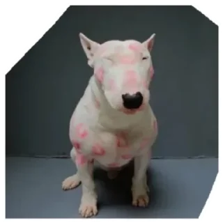 Стикер Дружелюбный Бультерьер - 1