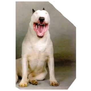 Стикер Дружелюбный Бультерьер - 4