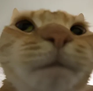 Стикер UwU - 6