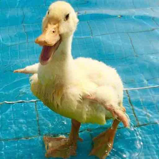 Sticker Duckornot - 1