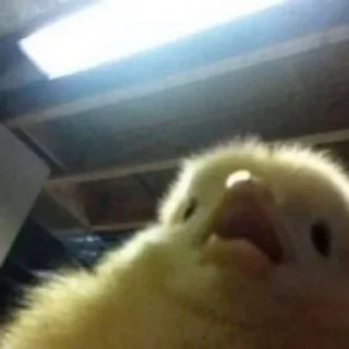 Стикер Duck or not - 10