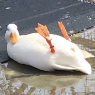 Стикер Duck or not - 1