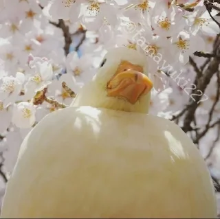 Sticker Ducks and Geese - 11