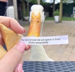 Sticker Ducks and Geese - 2