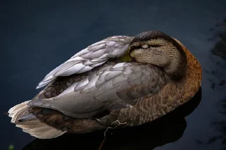 Sticker Ducks and Geese - 6