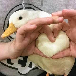 Sticker Ducks and Geese - 9