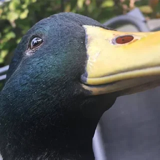 Sticker Ducks and Geese - 8