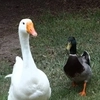 Ducks and Geese - 