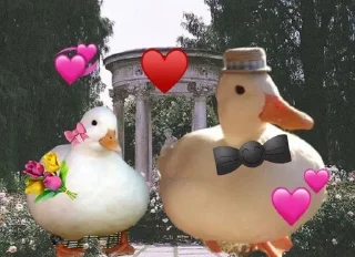 Sticker Ducks and Geese - 5