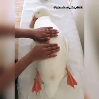 Sticker Ducks and Geese - 0