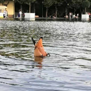 Sticker Ducks and Geese - 1