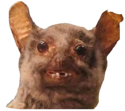 mammal animal indoor