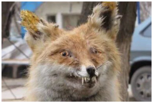 mammal animal outdoor