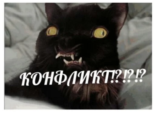 animal mammal small to medium-sized cats