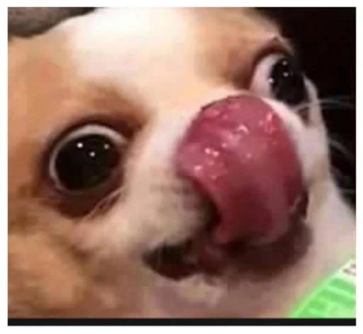 Fucked animals - animal