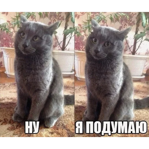 animal mammal small to medium-sized cats